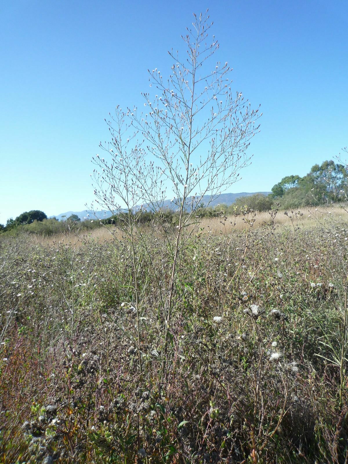 High Resolution Symphyotrichum subulatum Plant